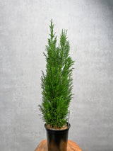 Chamaecyparis Lawsoniana ‘Ellwoodii’ - False Cypress