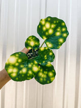 Farfugium 'Firefly' – Speckled Leopard Plant for Shade & Humidity - Ed's Plant Shop