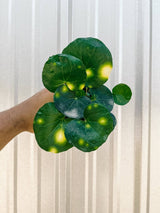 Farfugium 'Firefly' – Speckled Leopard Plant for Shade & Humidity - Ed's Plant Shop