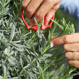 Hands holding Felco 420 Precision Trimming Scissors – Non - Stick Ergonomic Garden Shears - Ed's Plant Shop