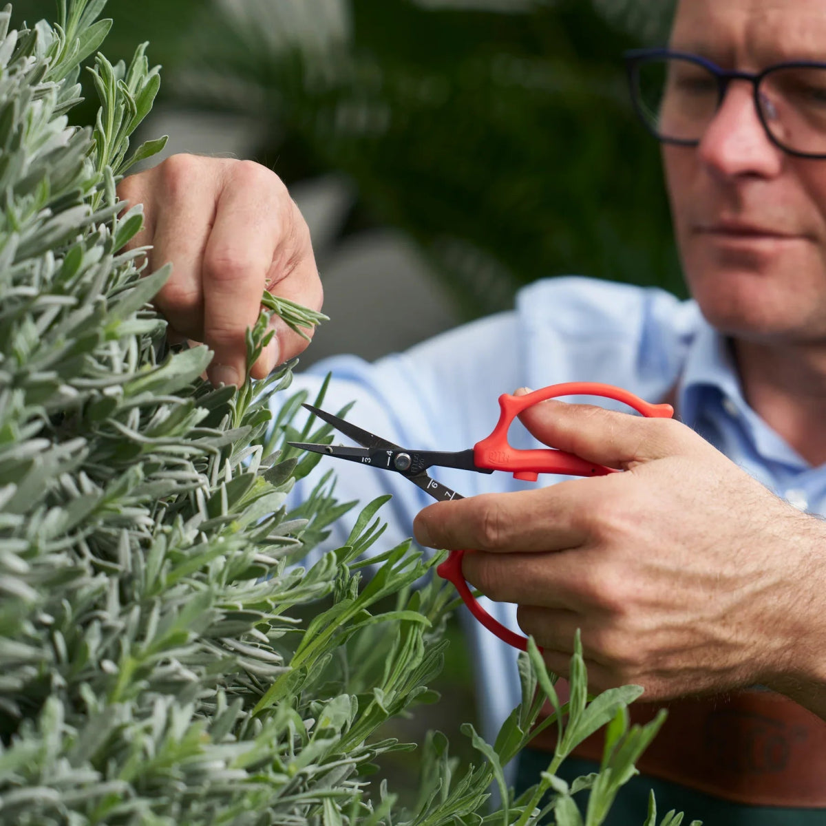 Man using Felco 420 Precision Trimming Scissors Ergonomic Garden Shears - Ed's Plant Shop
