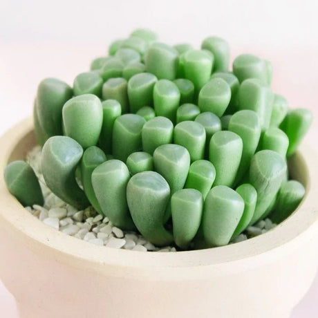 A close-up of a BabyToes succulent plant with rounded, glossy leaves growing in a light beige ceramic pot filled with small white pebbles, set against a soft pale pink background.