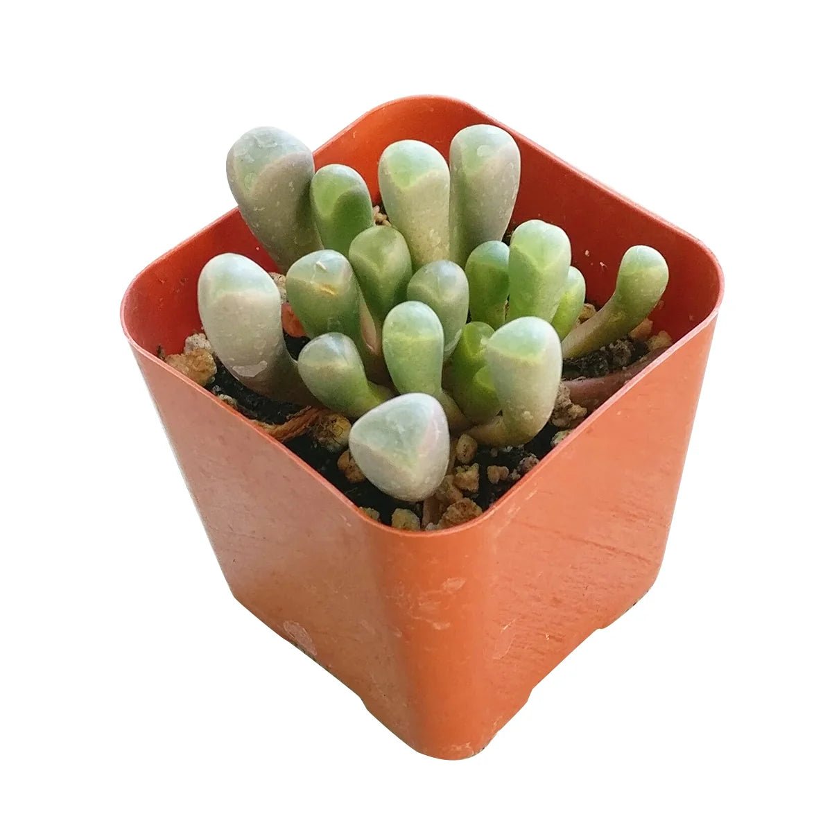 Green Baby Toes plant in an orange pot on a white background