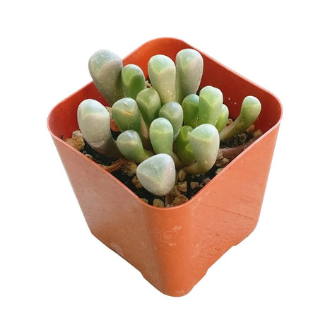 Green Baby Toes plant in an orange pot on a white background
