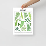 Ferns Species ID Chart - Botanical Houseplant Art Print - Ed's Plant Shop