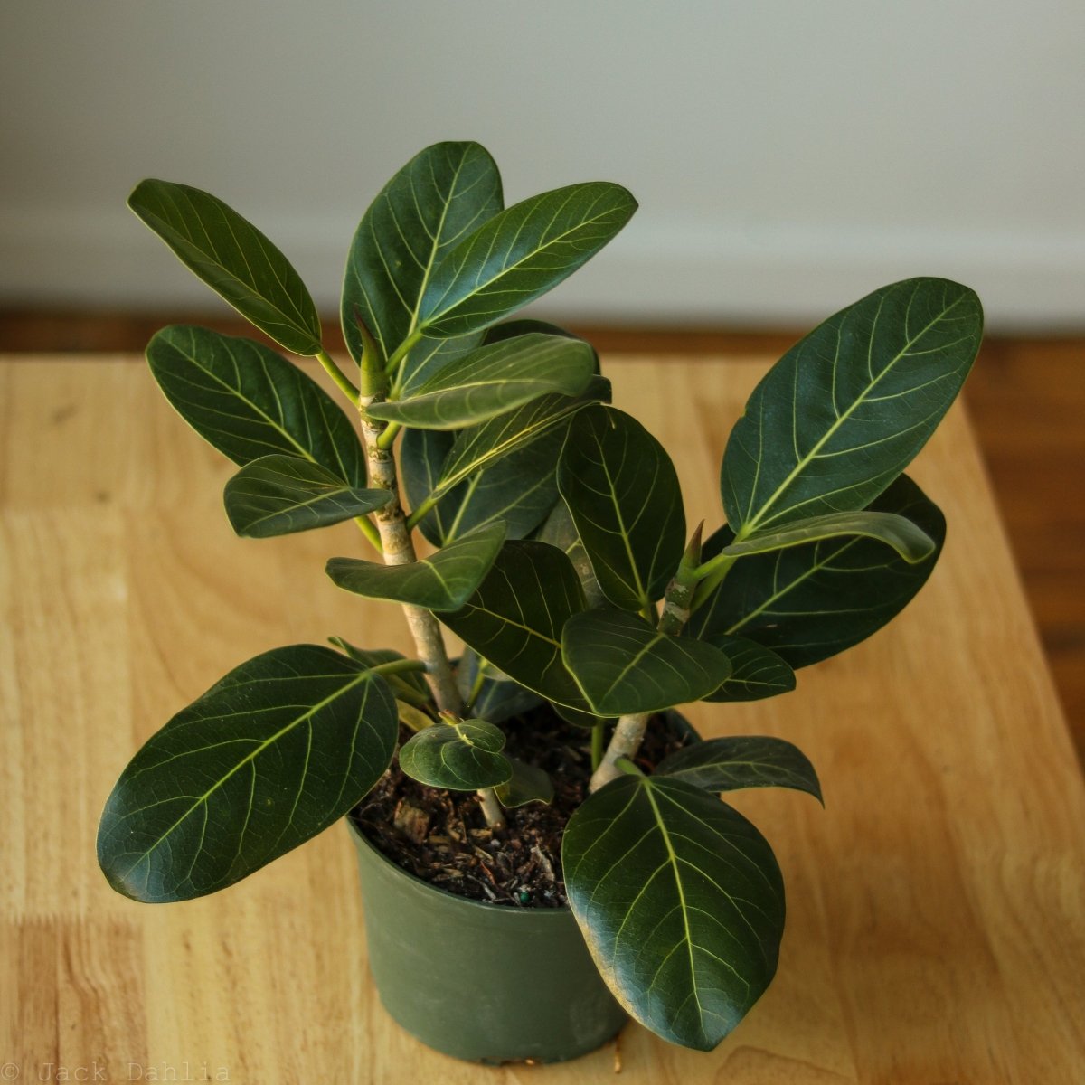 Ficus Benghalensis 'Audrey' - Ed's Plant Shop