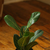 Ficus Benghalensis 'Audrey' - Ed's Plant Shop