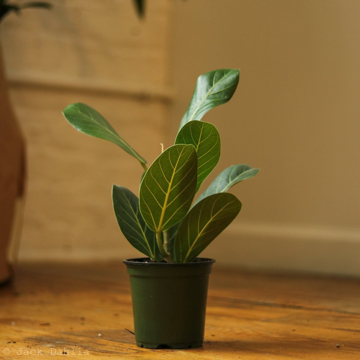 Ficus Benghalensis 'Audrey' - Ed's Plant Shop