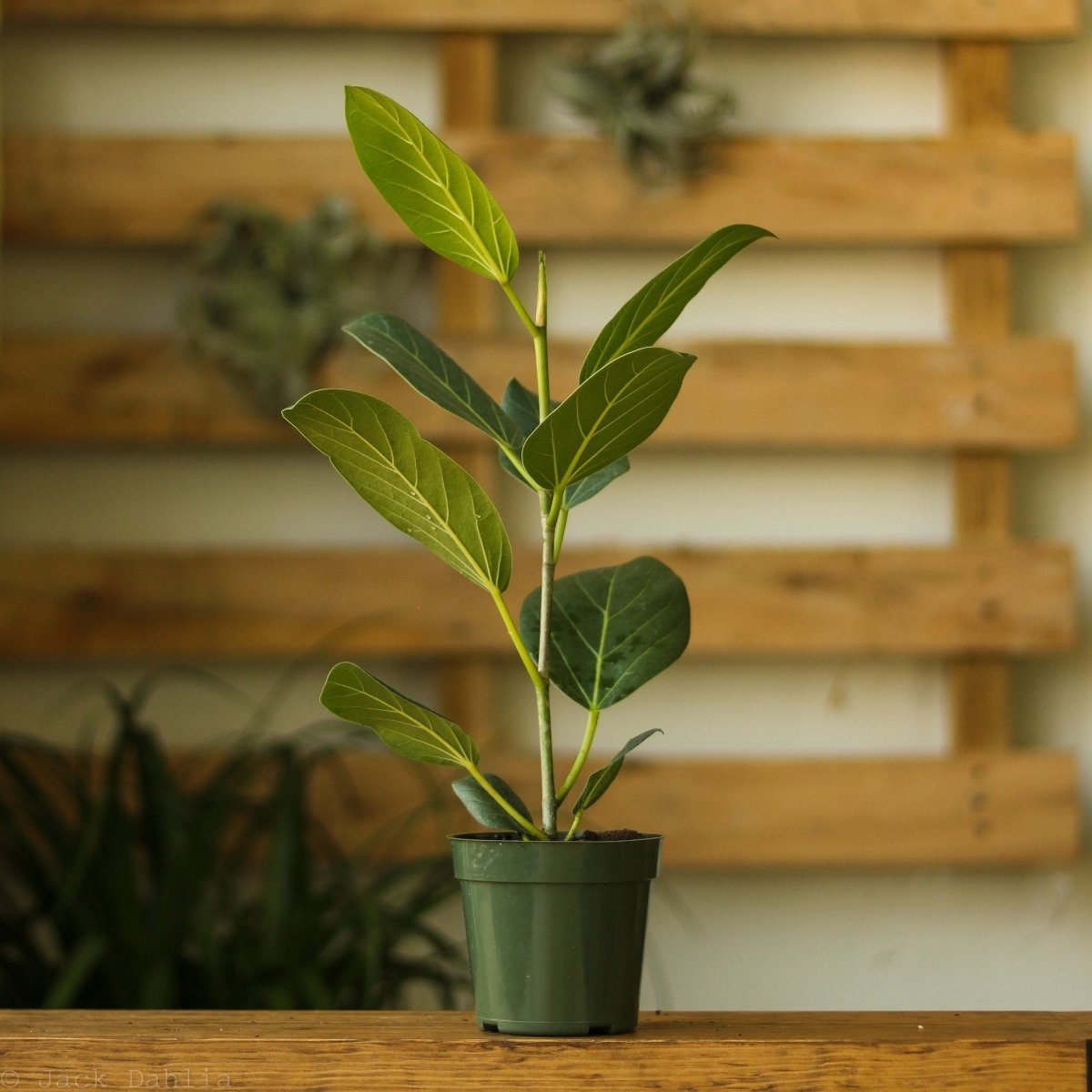 Ficus Benghalensis 'Audrey' - Ed's Plant Shop