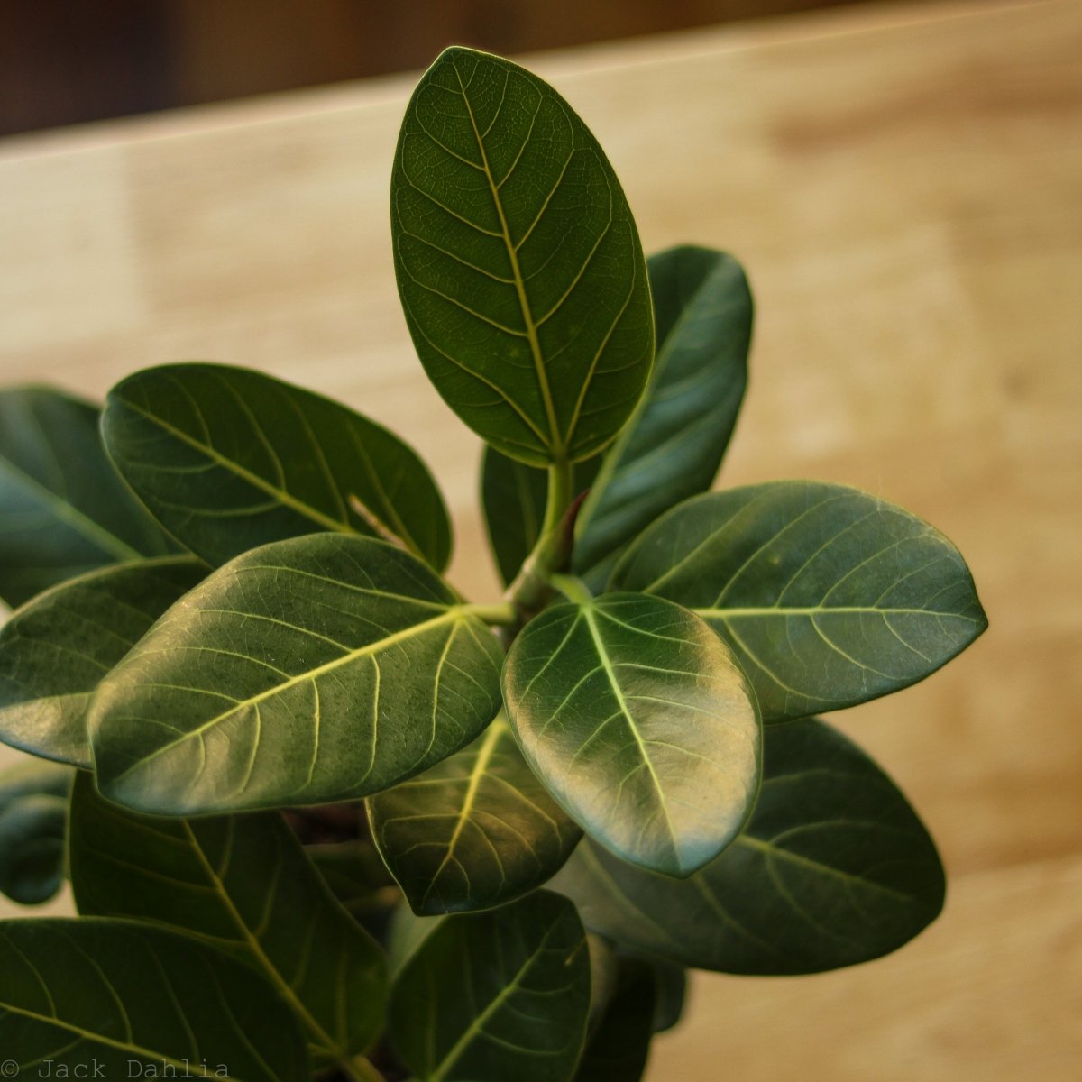 Ficus Benghalensis 'Audrey' - Ed's Plant Shop