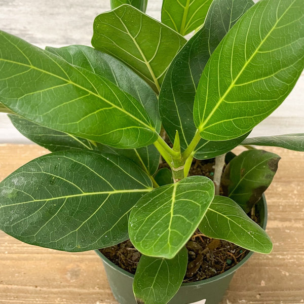 Ficus Benghalensis ‘Audrey’ – The Refined Statement Tree - Ed's Plant Shop