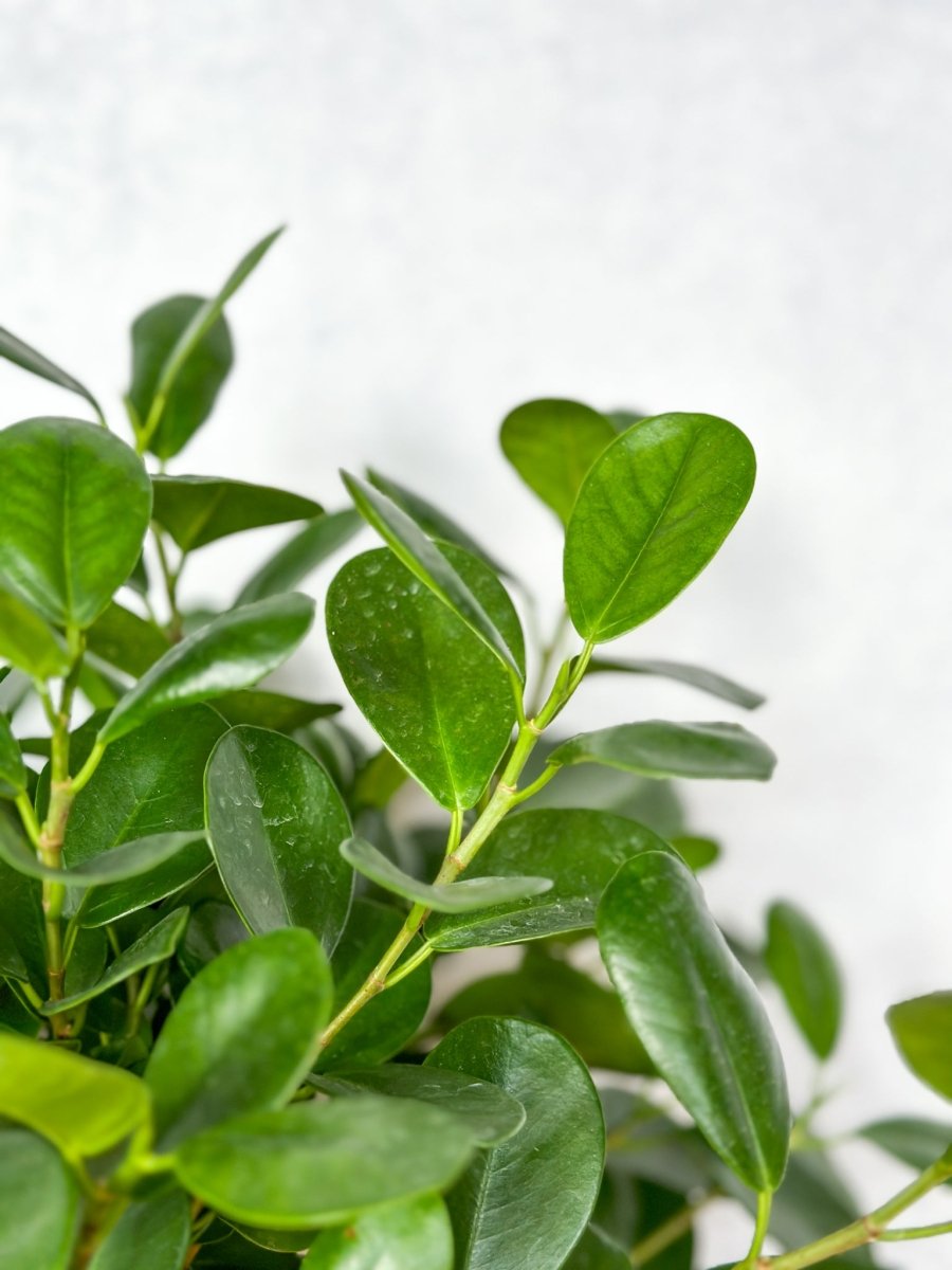 Ficus benjamina - Braided Ficus Floor Plant - Ed's Plant Shop