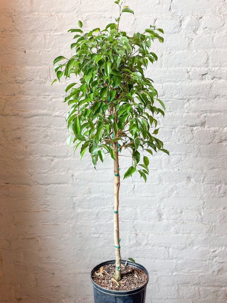 Ficus benjamina - Standard Ficus Floor Plant - Ed's Plant Shop