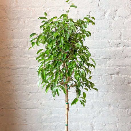 Ficus benjamina - Standard Ficus Floor Plant - Ed's Plant Shop