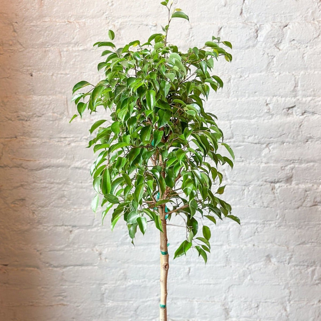 Ficus benjamina - Standard Ficus Floor Plant - Ed's Plant Shop