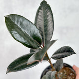 Ficus 'Burgundy' Rubber Plant - Ed's Plant Shop