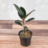 Ficus 'Burgundy' Rubber Plant - Ed's Plant Shop