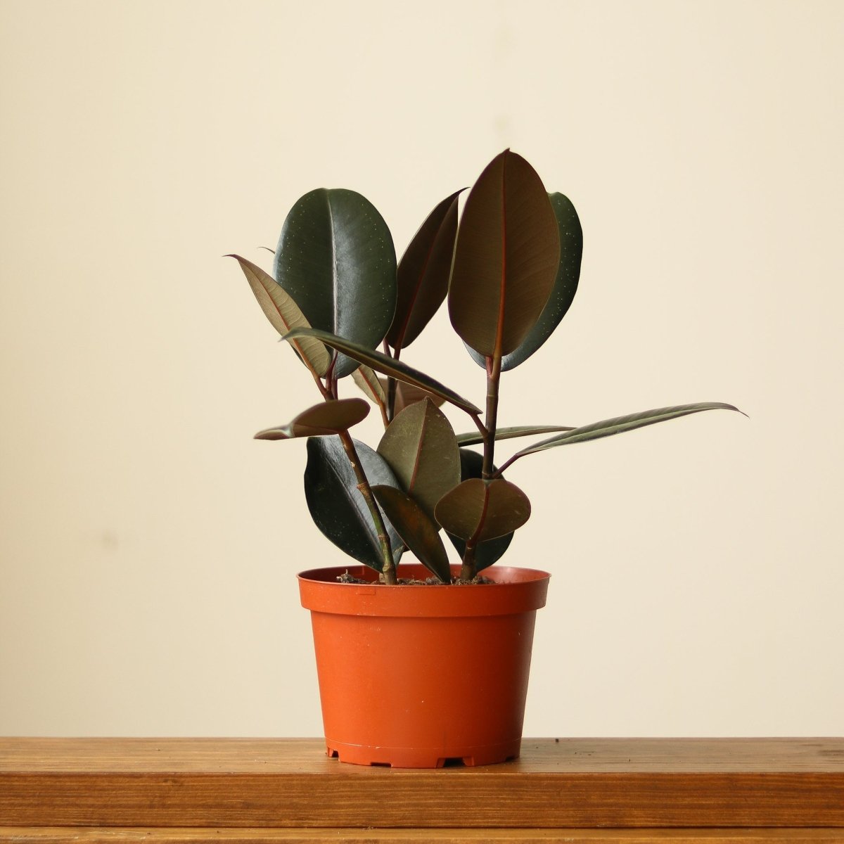 Ficus 'Burgundy' Rubber Plant - 8 Inch Floor Plant - Ed's Plant Shop