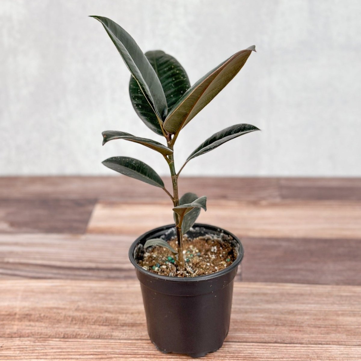 burgundy ficus elastica plant pot Ficus elastica 'Burgundy'