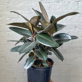 Ficus 'Burgundy' Rubber Plant - 8 Inch Floor Plant - Ed's Plant Shop