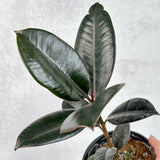 Ficus 'Burgundy' Rubber Plant - 8 Inch Floor Plant - Ed's Plant Shop