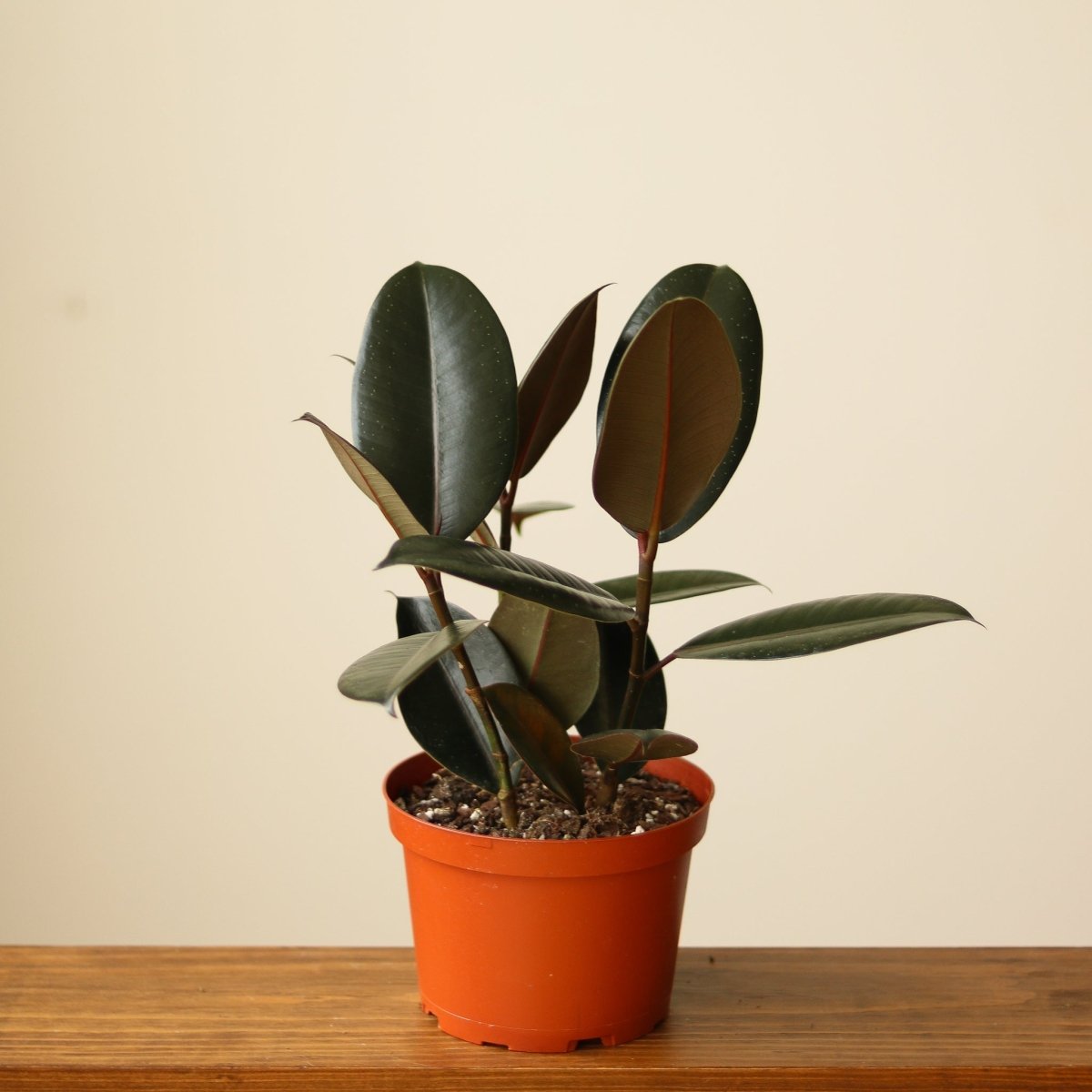 burgundy house plant Ficus elastica 'Burgundy'