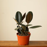 Ficus 'Burgundy' Rubber Plant - 8 Inch Floor Plant - Ed's Plant Shop