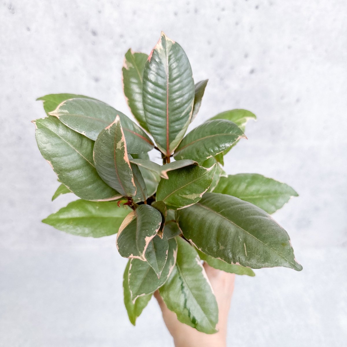 Ficus elastica 'Ruby' - Ruby Ficus - Various Sizes - Ed's Plant Shop