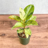 Ficus elastica 'Shiveriana' - 4 Inch - Ed's Plant Shop