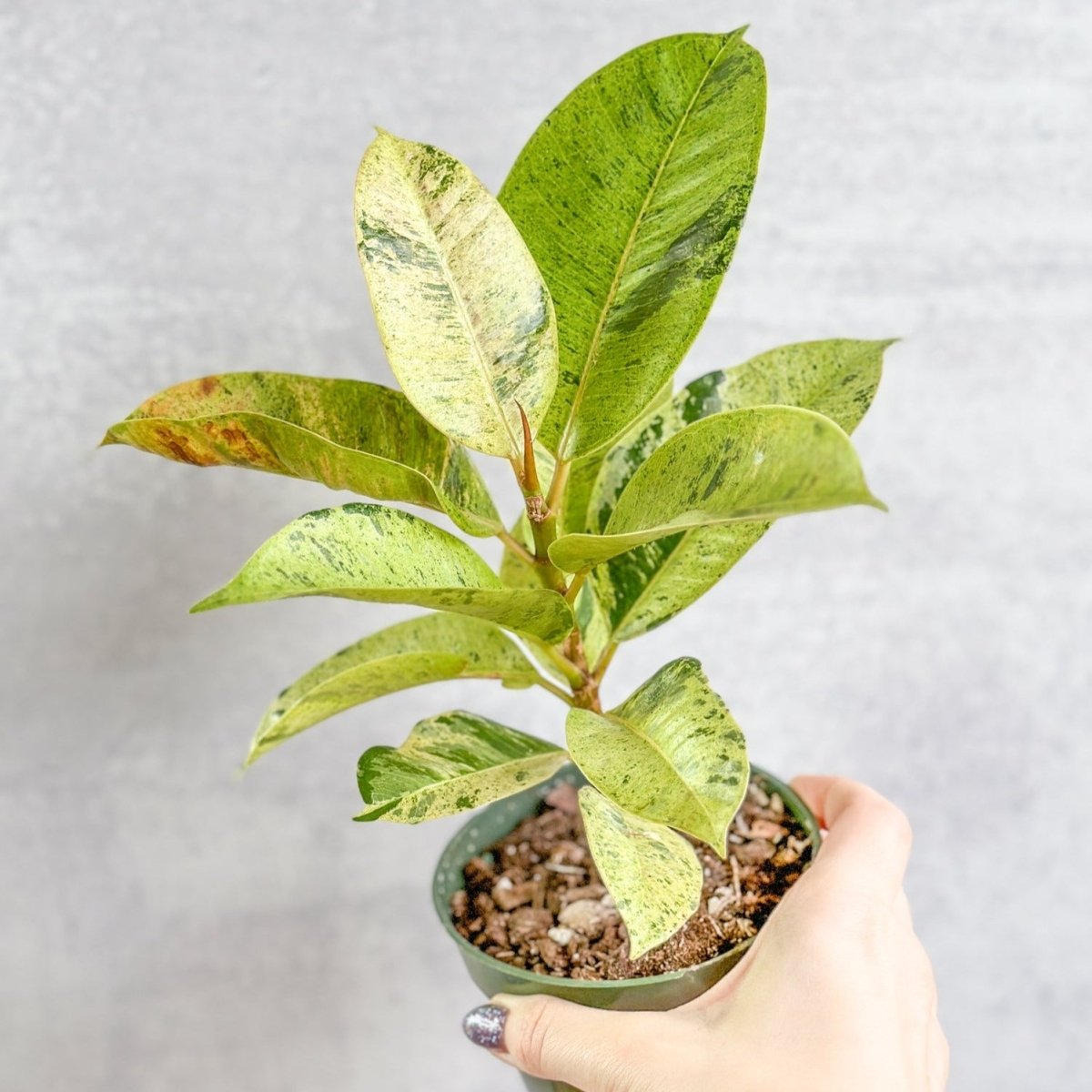 Ficus elastica 'Shiveriana' - 4 Inch - Ed's Plant Shop