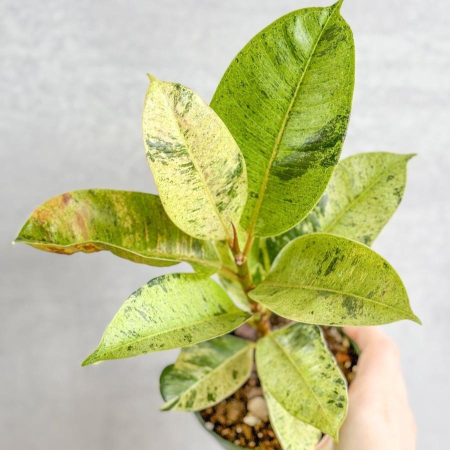 Ficus elastica 'Shiveriana' - 4 Inch - Ed's Plant Shop