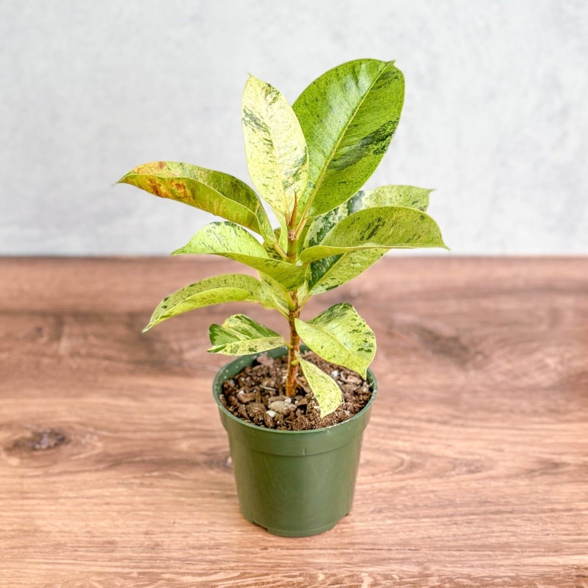 RARE Ficus elastica 2024 shivereana 4” pot - variegated rubber tree - houseplant - collector plant