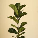 Ficus Lyrata ‘Bambino’ - Bambino Fiddle Leaf Fig - Various Sizes - Ed's Plant Shop