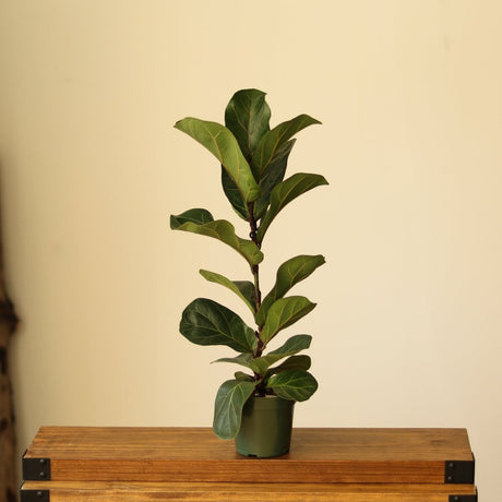 Ficus Lyrata ‘Bambino’ - Bambino Fiddle Leaf Fig - Various Sizes - Ed's Plant Shop