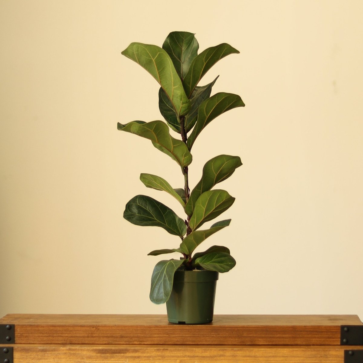 Ficus Lyrata ‘Bambino’ - Bambino Fiddle Leaf Fig - Various Sizes - Ed's Plant Shop