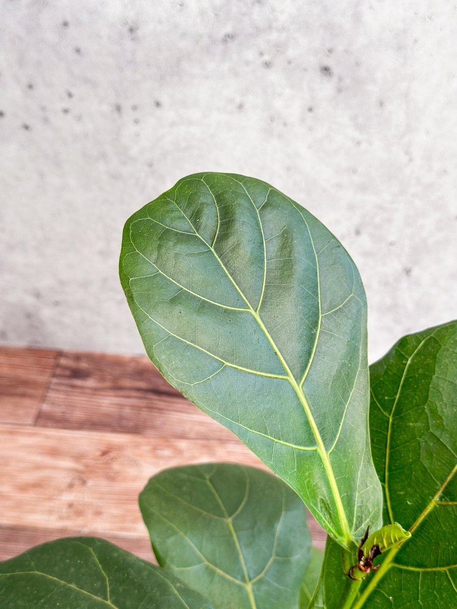 Ficus Lyrata 'Fiddle Leaf Fig' - Various Sizes - Ed's Plant Shop