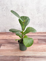 Ficus Lyrata 'Fiddle Leaf Fig' - Various Sizes - Ed's Plant Shop