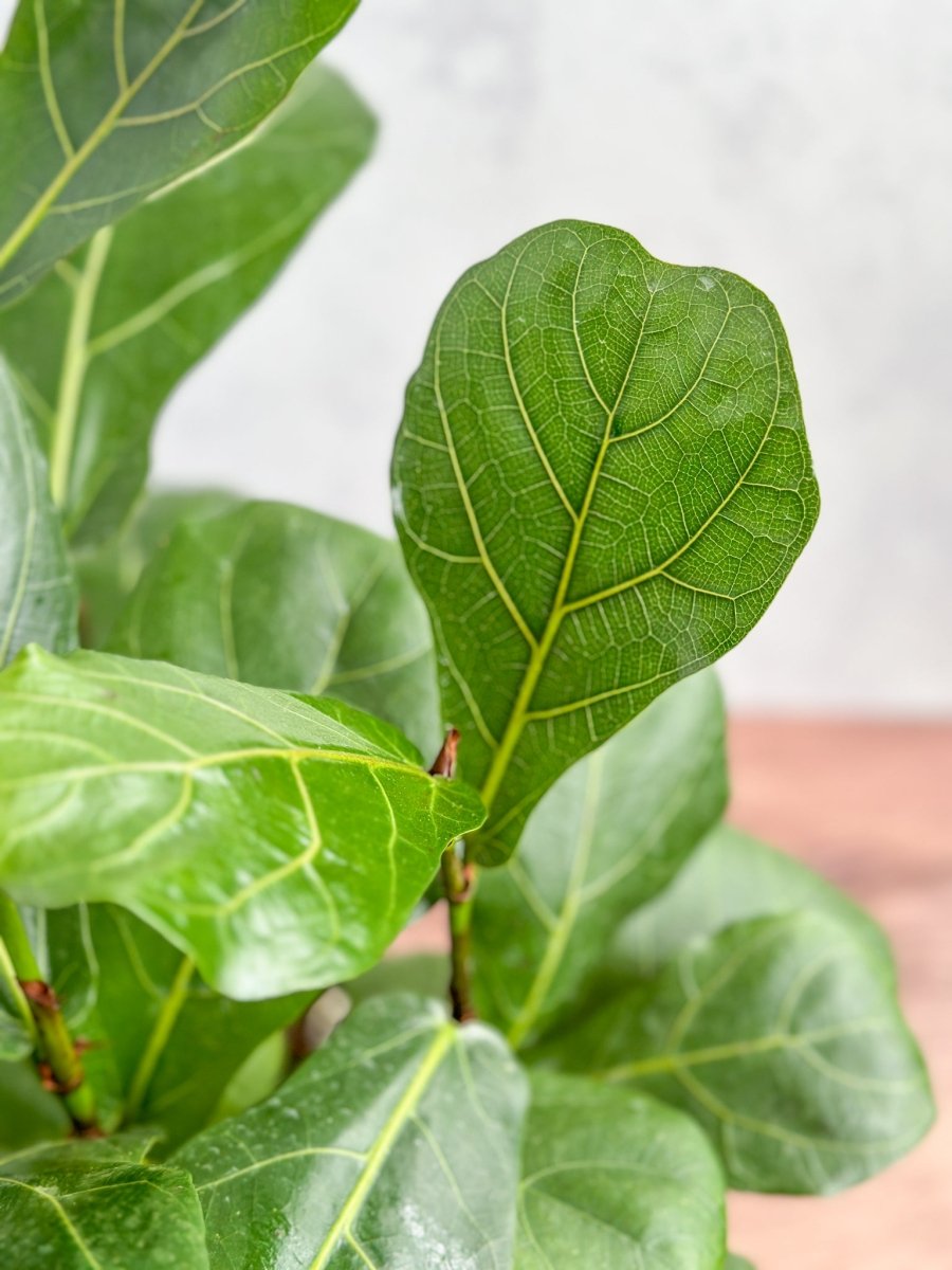 Ficus Lyrata 'Fiddle Leaf Fig' - Various Sizes - Ed's Plant Shop