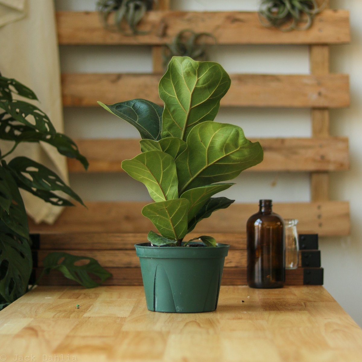 Ficus Lyrata 'Fiddle Leaf Fig' - Various Sizes - Ed's Plant Shop