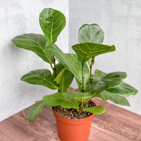 Ficus Lyrata 'Fiddle Leaf Fig' - Various Sizes - Ed's Plant Shop