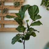 Ficus Lyrata 'Fiddle Leaf Fig' - Various Sizes Large Floor Plant - Ed's Plant Shop