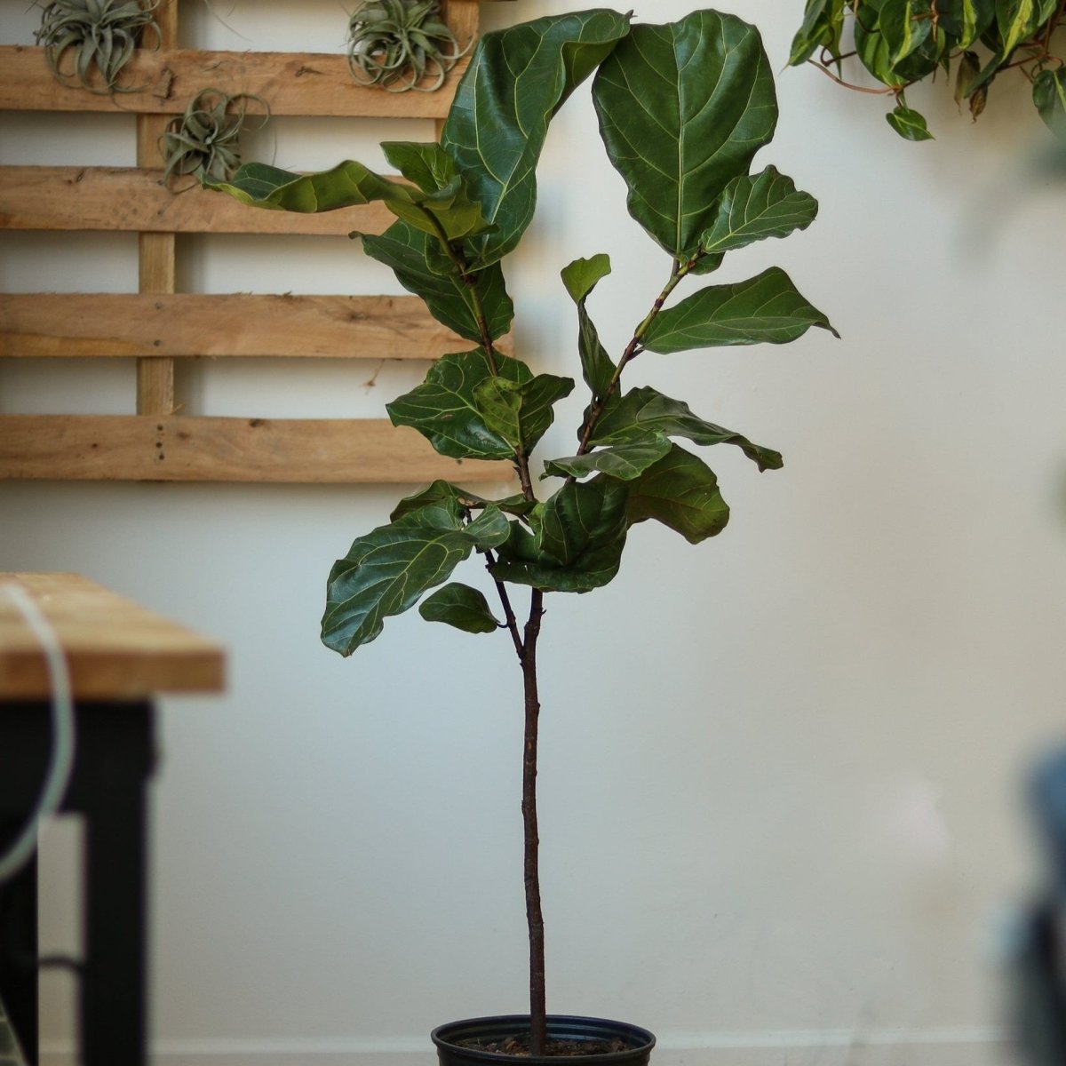 Ficus Lyrata 'Fiddle Leaf Fig' - Various Sizes Large Floor Plant - Ed's Plant Shop