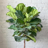 Ficus Lyrata 'Fiddle Leaf Fig' - Various Sizes Large Floor Plant - Ed's Plant Shop