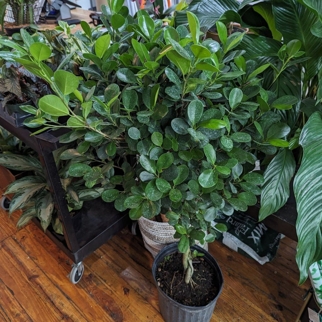 Ficus microcarpa - Braided Ginseng Ficus - Ed's Plant Shop