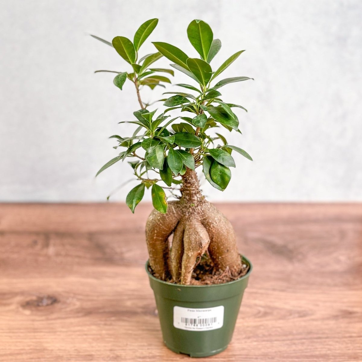 planting ginseng in pots Ficus microcarpa | Ficus Ginseng Bonsai
