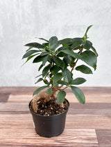 Ficus microcarpa - Ficus Ginseng - Ed's Plant Shop