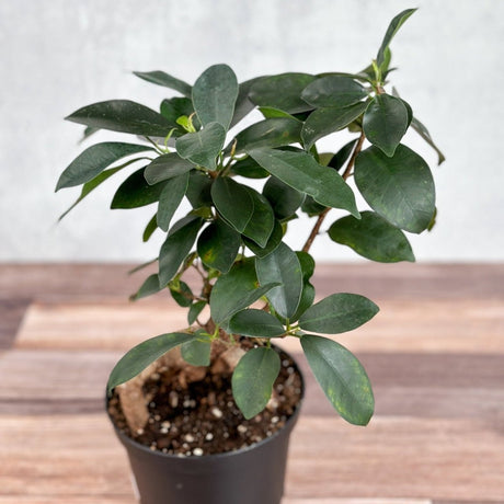 Ficus microcarpa - Ficus Ginseng - Ed's Plant Shop