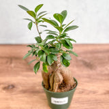 Ficus microcarpa - Ficus Ginseng - Ed's Plant Shop