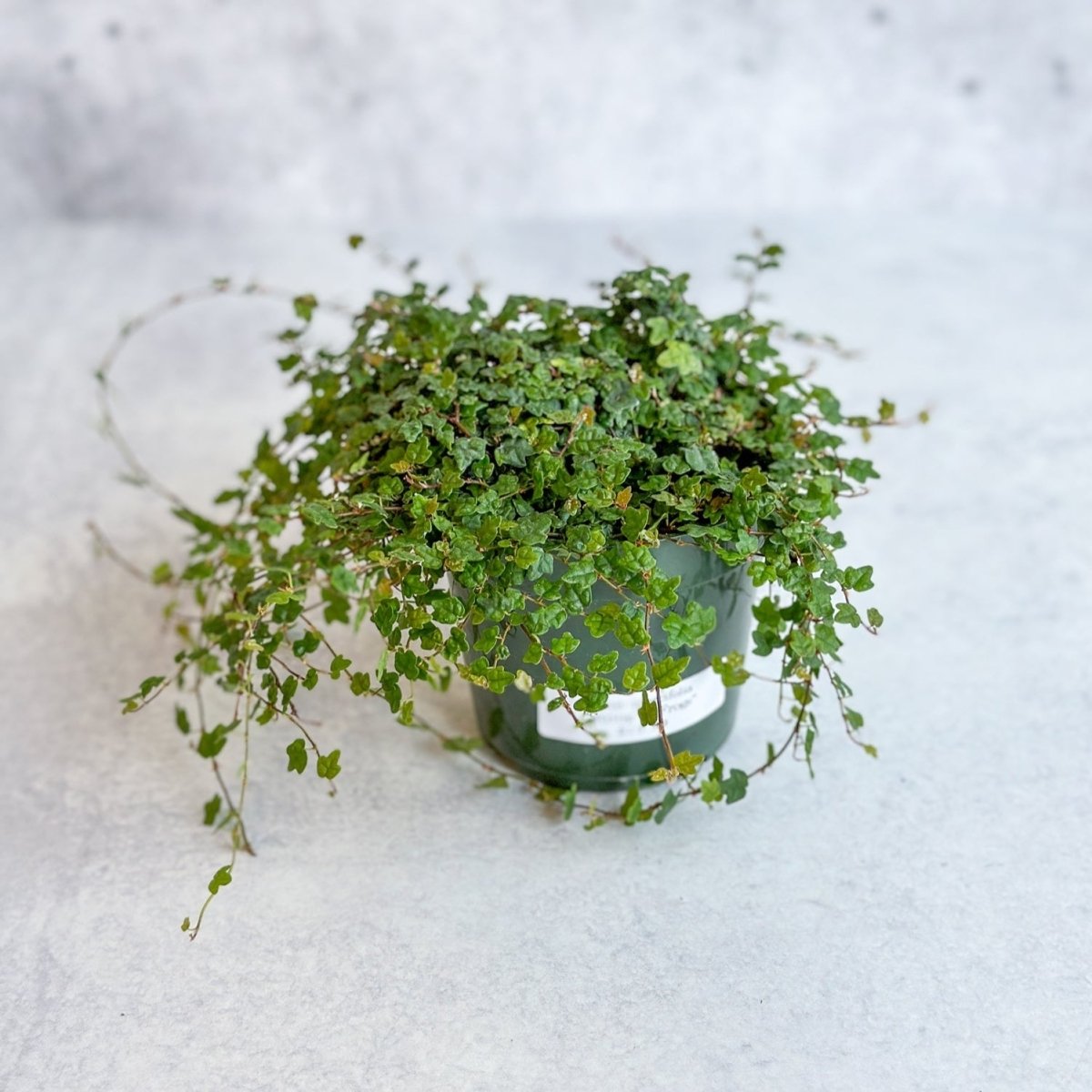 Ficus quercifolia - String Of Frogs - Ed's Plant Shop