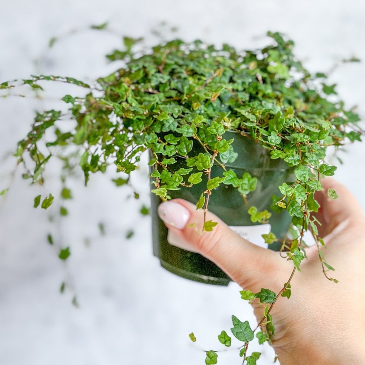 Ficus quercifolia - String Of Frogs Hanging Basket - Ed's Plant Shop